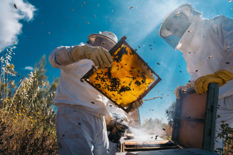 Beekeepers,Working,To,Collect,Honey.,Organic,Beekeeping,Concept