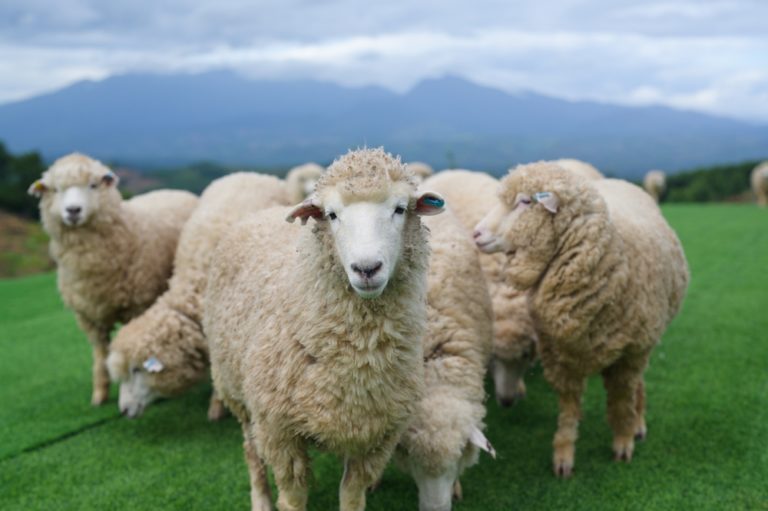The,Sheep,Are,Staring,Directly,At,The,Camera,,While,Behind